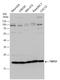 Transmembrane P24 Trafficking Protein 10 antibody, GTX115517, GeneTex, Western Blot image 