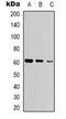 Glycerol Kinase antibody, orb318942, Biorbyt, Western Blot image 