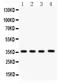 PDZ Binding Kinase antibody, PB9310, Boster Biological Technology, Western Blot image 
