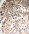 Protein Tyrosine Phosphatase Non-Receptor Type 6 antibody, abx000487, Abbexa, Immunohistochemistry frozen image 