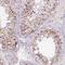 Fibronectin Type III Domain Containing 7 antibody, HPA054297, Atlas Antibodies, Immunohistochemistry frozen image 