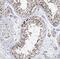 Stromal Cell Derived Factor 2 Like 1 antibody, FNab07667, FineTest, Immunohistochemistry paraffin image 