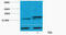 Histone H3 antibody, STJ97166, St John