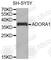 Adenosine A1 Receptor antibody, A3583, ABclonal Technology, Western Blot image 