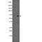 Prostaglandin D2 Receptor 2 antibody, abx147507, Abbexa, Western Blot image 