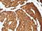 Chromogranin A antibody, NBP2-48071, Novus Biologicals, Immunohistochemistry paraffin image 