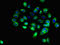 T-cell surface glycoprotein CD1c antibody, LS-C677428, Lifespan Biosciences, Immunofluorescence image 