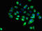 CD1c Molecule antibody, LS-C677428, Lifespan Biosciences, Immunofluorescence image 