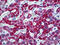 Carbamoyl-Phosphate Synthase 1 antibody, 51-688, ProSci, Immunohistochemistry paraffin image 