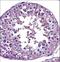 Signal Transducer And Activator Of Transcription 4 antibody, LS-C161549, Lifespan Biosciences, Immunohistochemistry frozen image 