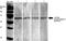 Synaptotagmin 7 antibody, NBP2-22420, Novus Biologicals, Western Blot image 