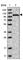 Calcium/Calmodulin Dependent Serine Protein Kinase antibody, HPA023857, Atlas Antibodies, Western Blot image 