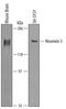 Neurexin 3 antibody, PA5-47714, Invitrogen Antibodies, Western Blot image 