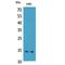 CD59 Molecule (CD59 Blood Group) antibody, LS-C387020, Lifespan Biosciences, Western Blot image 