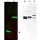 SPANX Family Member C antibody, orb86661, Biorbyt, Western Blot image 