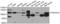 TNF Receptor Superfamily Member 21 antibody, LS-C349094, Lifespan Biosciences, Western Blot image 