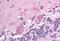 NDC80 Kinetochore Complex Component antibody, MBS245080, MyBioSource, Immunohistochemistry frozen image 