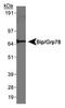 Heat Shock Protein Family A (Hsp70) Member 5 antibody, PA5-22968, Invitrogen Antibodies, Western Blot image 