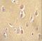 Olfactory Receptor Family 13 Subfamily J Member 1 antibody, LS-C163149, Lifespan Biosciences, Immunohistochemistry paraffin image 