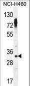 Olfactory Receptor Family 2 Subfamily Z Member 1 antibody, LS-C163182, Lifespan Biosciences, Western Blot image 