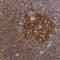 Synaptosome Associated Protein 23 antibody, NBP1-83162, Novus Biologicals, Immunohistochemistry frozen image 