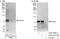 KIAA1041 antibody, A303-107A, Bethyl Labs, Immunoprecipitation image 