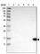 T Cell Leukemia/Lymphoma 1A antibody, HPA016604, Atlas Antibodies, Western Blot image 