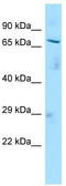 NR5A2 antibody, TA343426, Origene, Western Blot image 