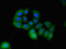 Par-6 Family Cell Polarity Regulator Alpha antibody, LS-C678938, Lifespan Biosciences, Immunofluorescence image 