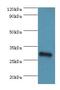 Golgi SNAP Receptor Complex Member 1 antibody, LS-C375814, Lifespan Biosciences, Western Blot image 