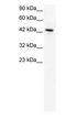 Kruppel Like Factor 15 antibody, PA1-24490, Invitrogen Antibodies, Western Blot image 