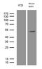 Apolipoprotein B MRNA Editing Enzyme Catalytic Polypeptide Like 4 antibody, LS-C795613, Lifespan Biosciences, Western Blot image 