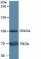 Fibroblast Activation Protein Alpha antibody, MBS2026729, MyBioSource, Western Blot image 