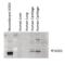 Superoxide Dismutase 3 antibody, M01784, Boster Biological Technology, Western Blot image 
