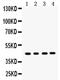Serpin Family B Member 5 antibody, PA5-79979, Invitrogen Antibodies, Western Blot image 