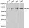 Minichromosome Maintenance Complex Component 2 antibody, LS-C192328, Lifespan Biosciences, Western Blot image 