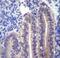 Angiopoietin Like 7 antibody, LS-C156337, Lifespan Biosciences, Immunohistochemistry paraffin image 