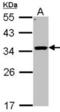Tubulin Alpha 4a antibody, orb73663, Biorbyt, Western Blot image 