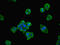Thiamin Pyrophosphokinase 1 antibody, orb41306, Biorbyt, Immunofluorescence image 