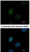 Emerin antibody, NBP2-16326, Novus Biologicals, Immunocytochemistry image 