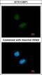 Nuclear Receptor Subfamily 1 Group H Member 2 antibody, LS-C109525, Lifespan Biosciences, Immunofluorescence image 