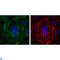 Actin Alpha 2, Smooth Muscle antibody, LS-C813318, Lifespan Biosciences, Immunofluorescence image 