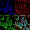 Gamma-Aminobutyric Acid Type A Receptor Alpha5 Subunit antibody, NBP2-59700, Novus Biologicals, Immunofluorescence image 