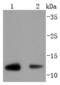 Thioredoxin antibody, NBP2-67198, Novus Biologicals, Western Blot image 