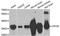 Crystallin Mu antibody, STJ23234, St John