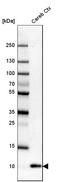 S100 Calcium Binding Protein B antibody, HPA015768, Atlas Antibodies, Western Blot image 