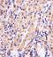 Glutathione Synthetase antibody, 62-525, ProSci, Immunohistochemistry paraffin image 