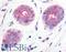 Wnt Family Member 6 antibody, LS-A9110, Lifespan Biosciences, Immunohistochemistry frozen image 
