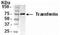 Transferrin antibody, NB300-340, Novus Biologicals, Western Blot image 