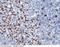 Lactotransferrin antibody, 11096-RP02, Sino Biological, Immunohistochemistry paraffin image 